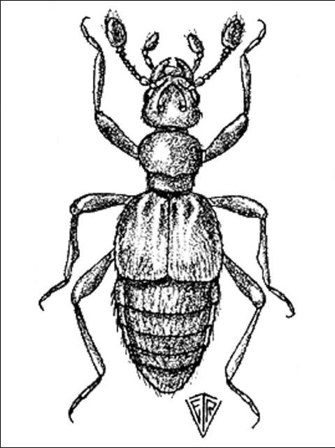 Figure 4. Trimiomelba dubia (LeConte).