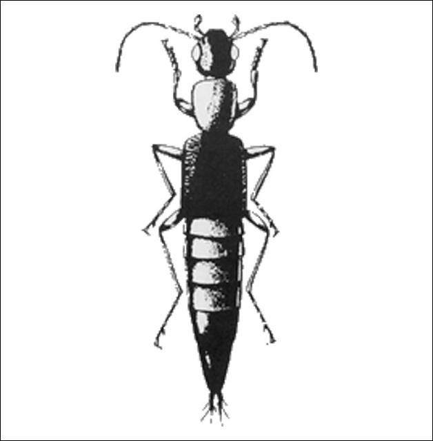 Figure 17. Paederus sp. (Paederinae) 6.7 mm.