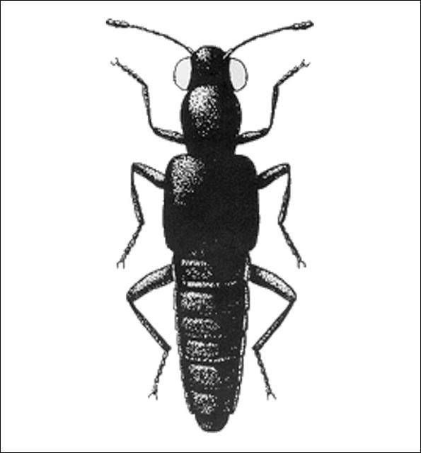 Figure 14. Stenus sp. (Steninae) 4.3 mm.