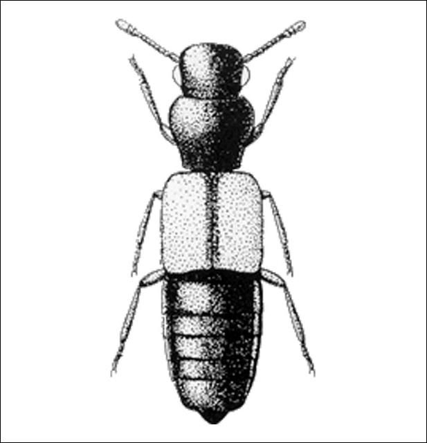 Figure 8. Hypotelus hostilis (Piestinae) 1.9 mm.