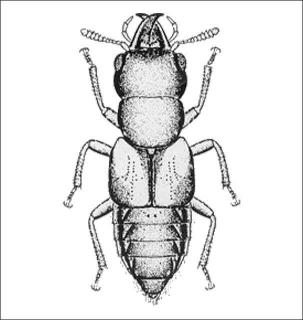 Figure 12. Oxyporus sp. (Oxyporinae) 7.8 mm.