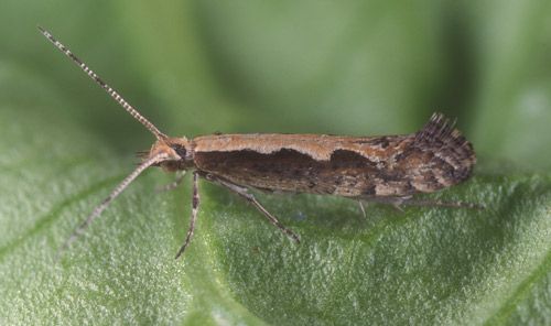 Figure 3. Adult diamondback moth, Plutella xylostella (Linnaeus).
