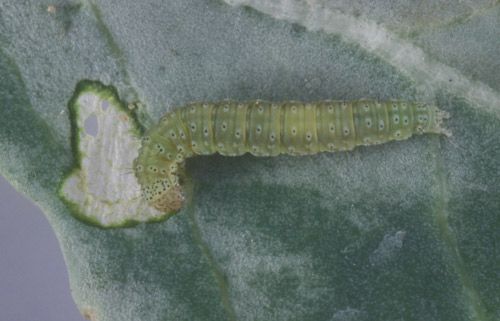 Figure 1. Larva of the diamondback moth, Plutella xylostella (Linnaeus).