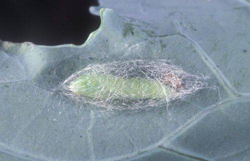 Figure 2. Pupa of the diamondback moth, Plutella xylostella (Linnaeus).