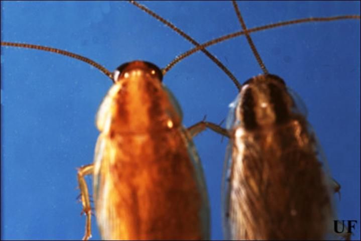 Figure 7. Adult male German (left), Blattella germanica (Linnaeus), Asian (right), Blattella asahinai Mizukubo, cockroaches, dorsal view. The pronotal stripes of the Asian cockroach are darker and more defined compared to the stripes on the German cockroach.