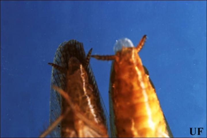 Figure 2. Adult male Asian (left), Blattella asahinai Mizukubo, and German (right), Blattella germanica (Linnaeus), cockroaches, ventral view. Notice the wings of the Asian cockroach extend past the tip of the abdomen.