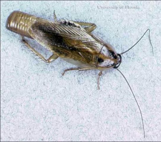 Adult female Asian cockroach, Blattella asahinai Mizukubo, carrying an egg case (ootheca).