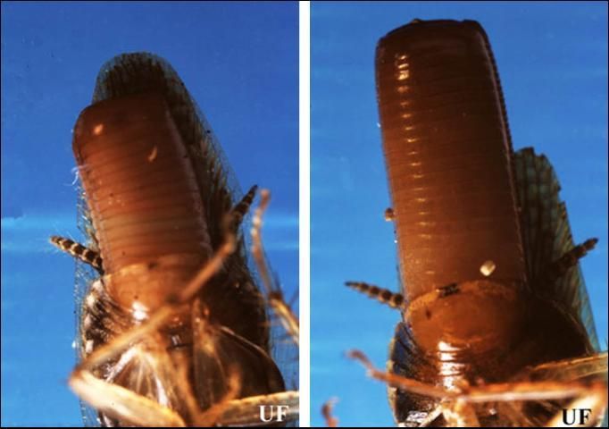 Ventral view of late stages of gravid female Asian cockroach (left), Blattella asahinai Mizukubo, and gravid female German cockroach (right), Blattella germanica (Linnaeus). Notice that the ootheca of the female Asian cockroach does not extrude as far beyond the adult's wings as the ootheca of the female German cockroach. 