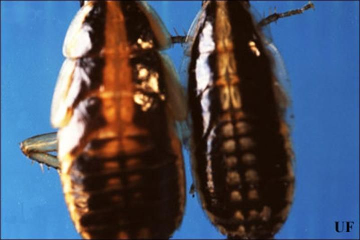 Late instar German (left), Blattella germanica (Linnaeus), and Asian (right), Blattella asahinai Mizukubo, cockroaches, dorsal view. Spots along the midsection of the Asian cockroach appear white, while those areas are lightly pigmented in the German cockroach. Asian cockroach nymphs are also smaller than German cockroach nymphs.