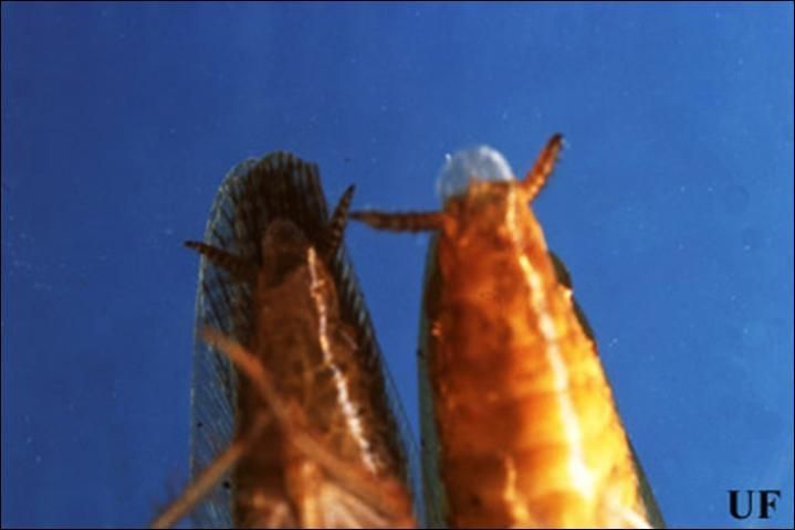 Adult male Asian (left), Blattella asahinai Mizukubo, and German (right), Blattella germanica (Linnaeus), cockroaches, ventral view. Notice the wings of the Asian cockroach extend past the tip of the abdomen.