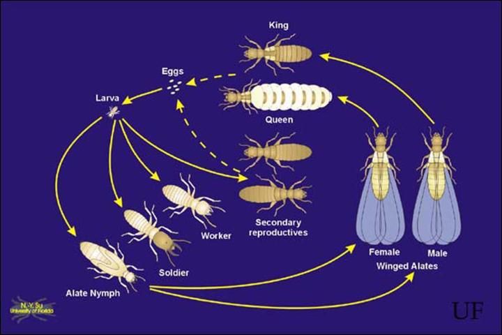 Figure 7. Life cycle of the Formosan subterranean termite, Coptotermes formosanus Shiraki.