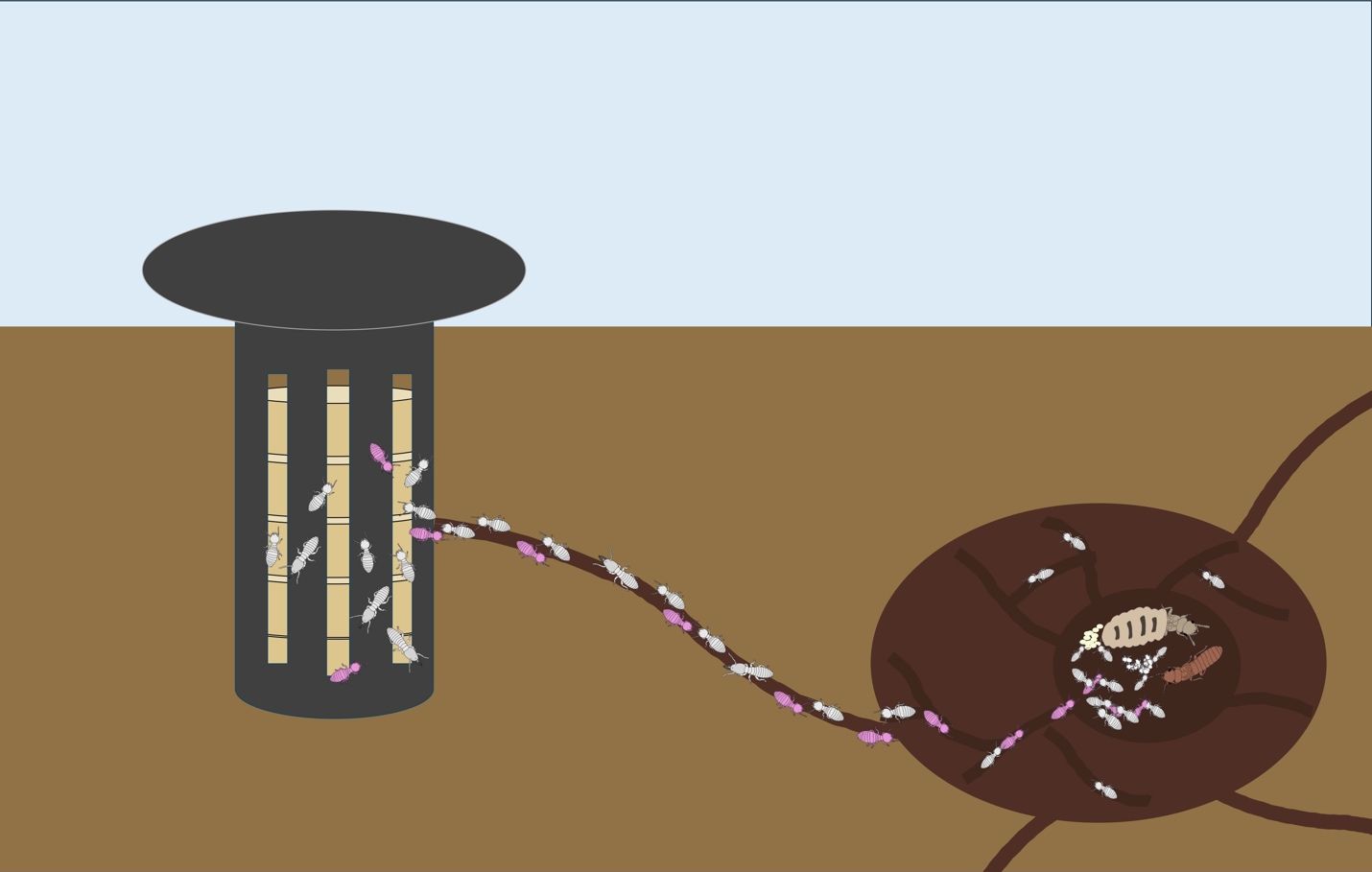 Graphical depiction of Formosan subterranean termite colony feeding on a bait. Foraging termites are depicted feeding on the bait inside of a black bait station, with fed termites (depicted in pink) facing the termite colony, containing physogastric termite queen, termite king, larvae, and eggs.