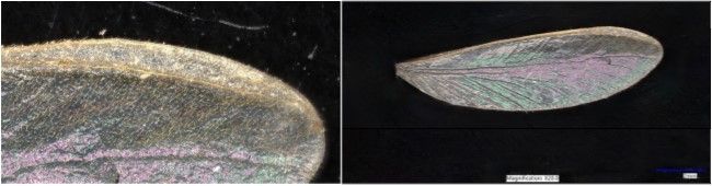 Left photo is a close-up of a Formosan subterranean termite wing on a black background, showing the small hairs on the wing veins and membranes. Right photo is a full photo of a Formosan subterranean termite wing