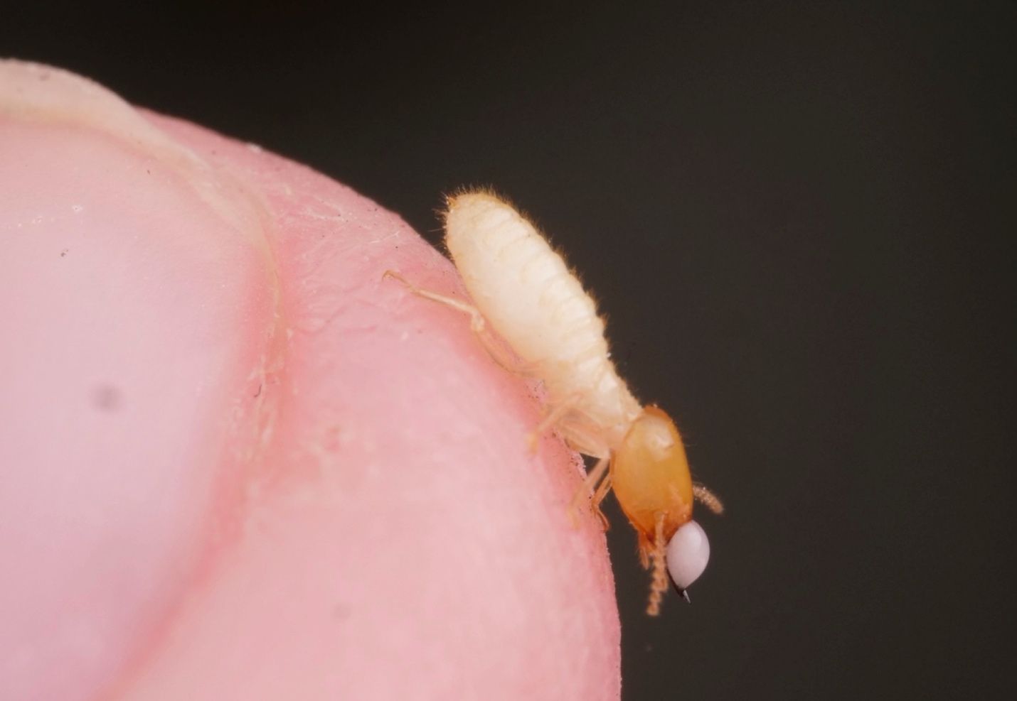 A close-up of a Formosan subterranean termite soldier on a human finger. The soldier has a drop of white defensive secretion exuding from the front of its head.