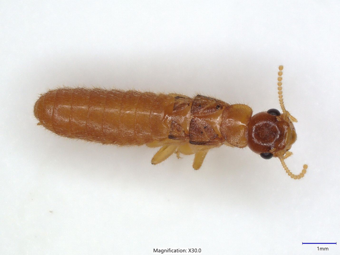 Close-up of a Formosan subterranean termite dealate. The insect is orange-brown, with darkened wing-scales, and a darker brown head.