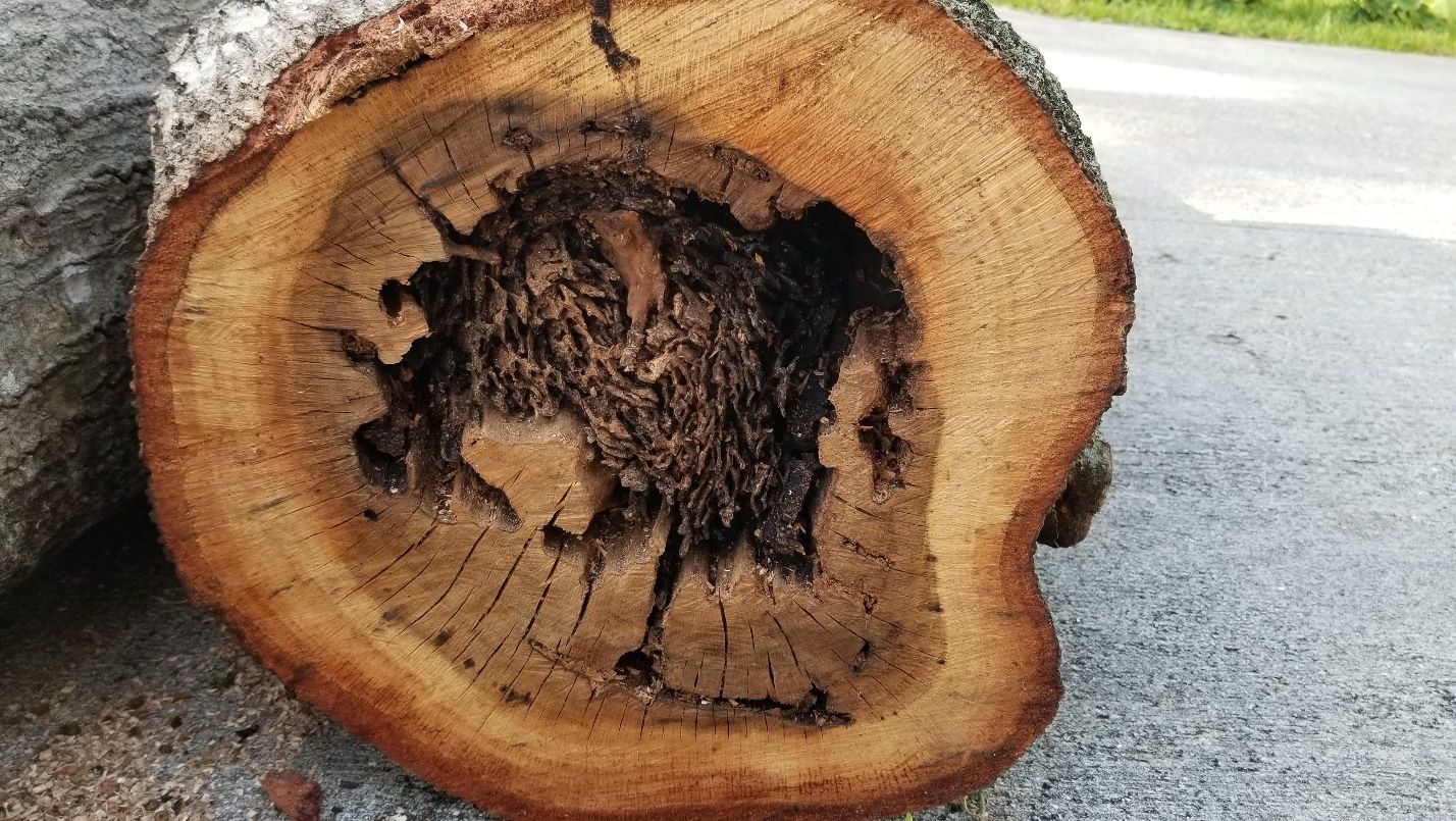 Cross section of a tree where the center has been hollowed out by Formosan subterranean termite feeding. The hollow center is filled with carton nest material.