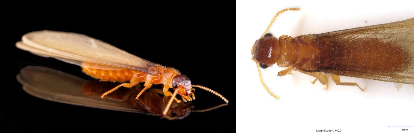 Left photo is an angled side photo of a Formosan subterranean termite alate. Right photo is a top-down photo of a Formosan subterranean termite alate, which shows the darkened band across the body where the wing scales overlap.