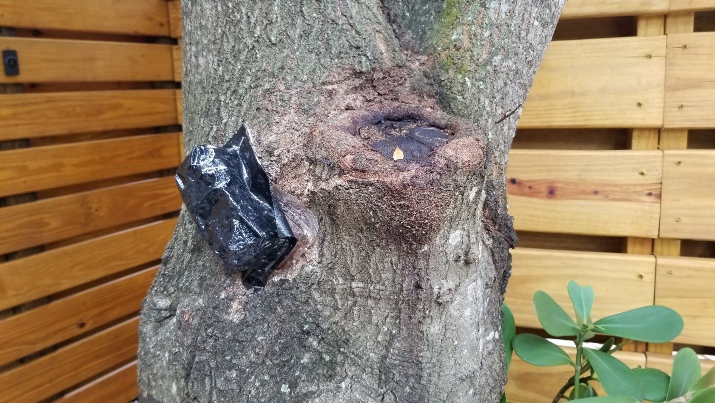 A tree trunk with an aboveground bait station covered by a black plastic cover.