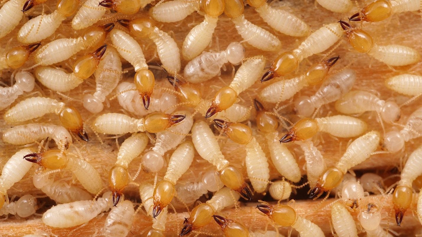 A group of Formosan subterranean termite workers and soldiers. Workers have all white bodies and heads and short, darkened mandibles. Soldiers have white bodies and egg-shaped orange-brown head capsules and long, slender dark-colored mandibles.