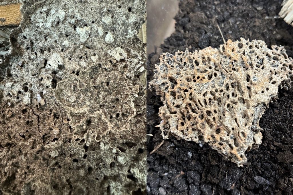Two side-by-side close-up photos of Coptotermes carton nesting material, which is grey-brown, covered in mud, and has a lattice-shape.