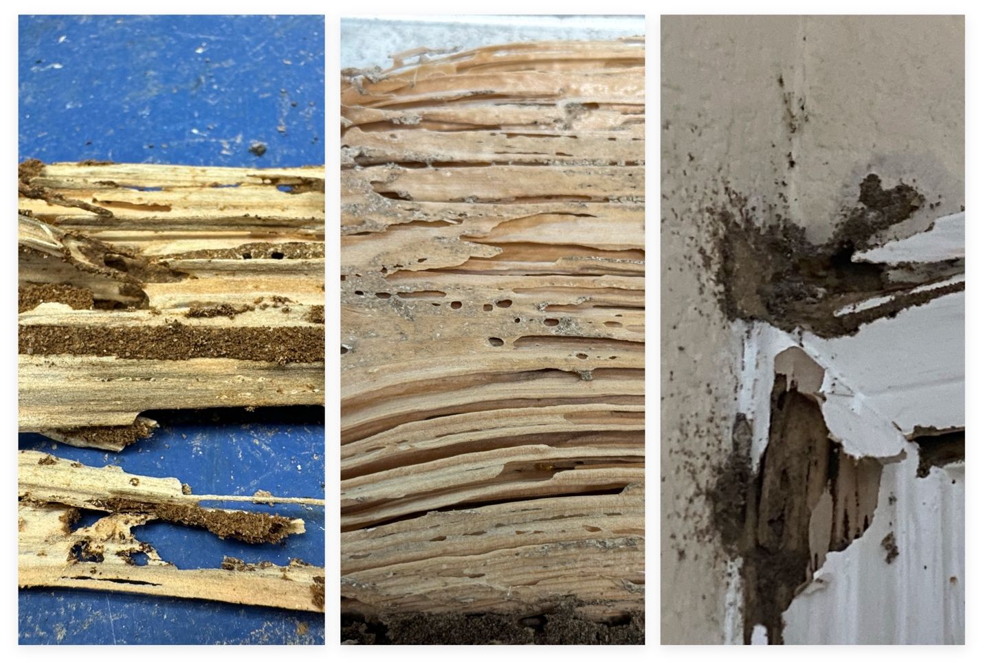 Left photo depicts pieces of wood with Formosan subterranean termite damage on a blue background, with brown soil filling the feeding galleries. Middle photo shows Formosan subterranean termite feeding galleries running along the grain of the wood. Right photo shows a white painted door frame with Formosan subterranean termite feeding damage. The paint has been chipped away in some parts to show galleries underneath and mud/carton is extending onto the surface of the door frame and surrounding wall.