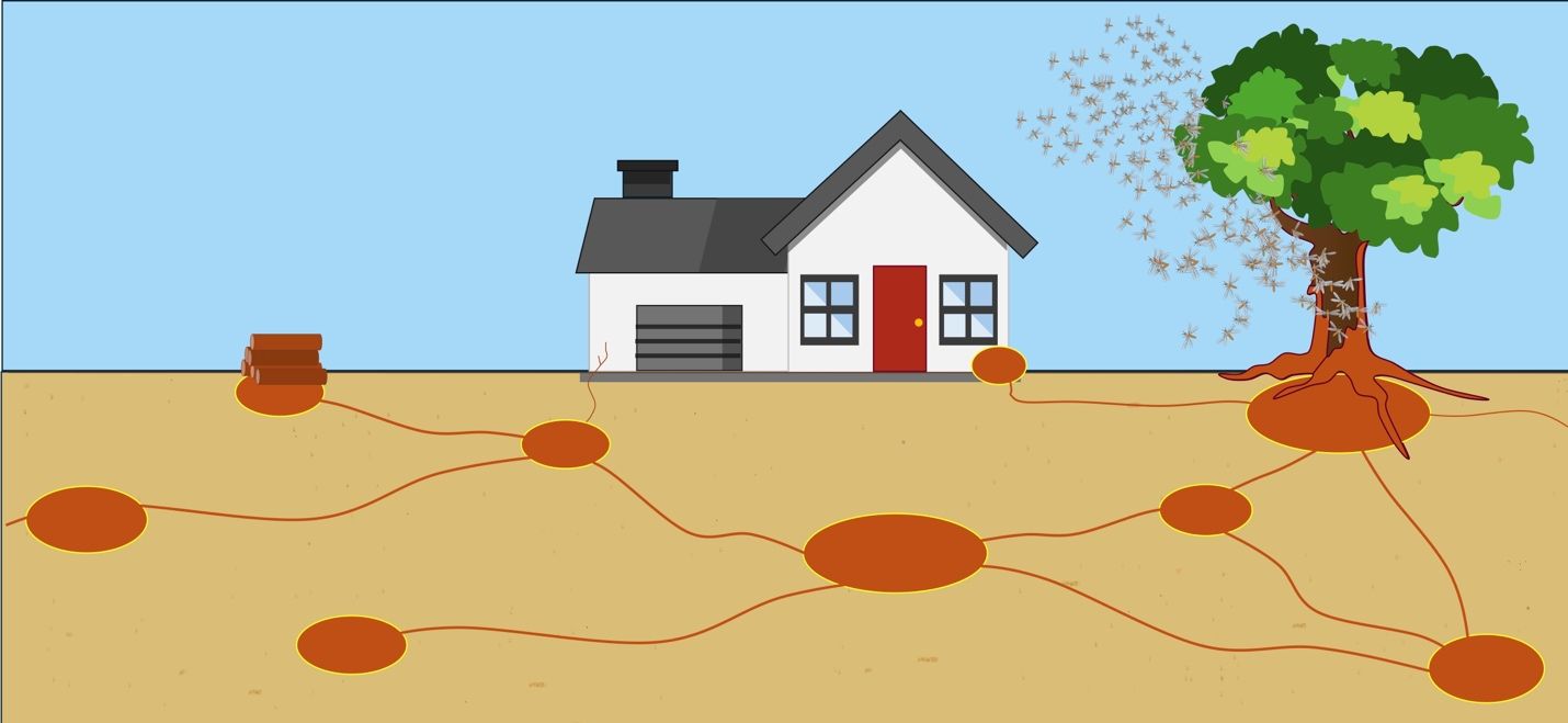 House with subterranean termite shelter tube on the exterior wall and the subterranean termite colony with foraging tunnels underground beneath it. Tree next to the house with subterranean termite colony inside and subterranean termite alates flying from it.