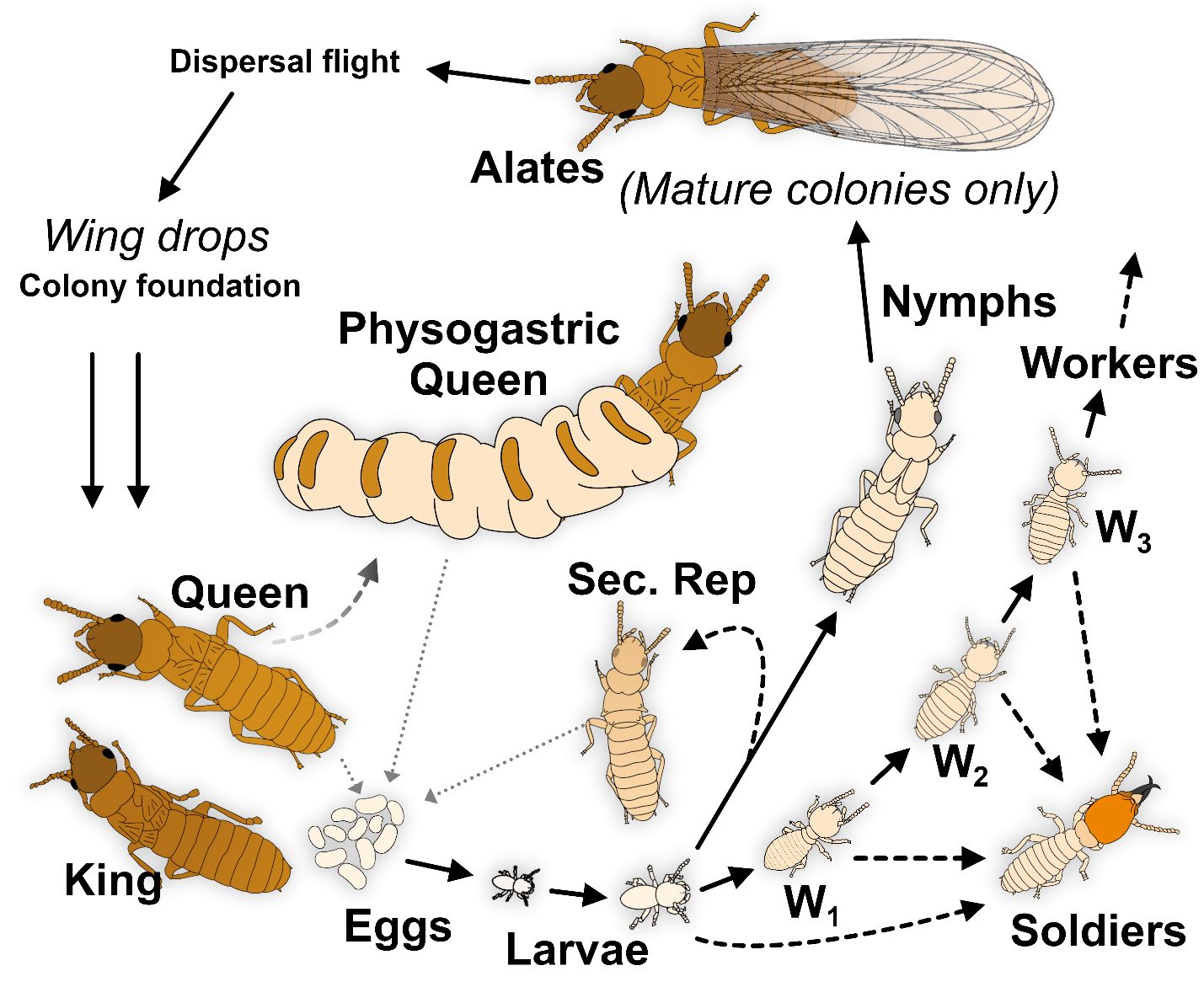 A diagram of the life cycle of Formosan subterranean termites, with arrows running from winged reproductives, the alates, which are produced by mature colonies only, to colony foundation by a male and female alate, which then produce eggs. These eggs hatch into larvae, which molt into workers, which in turn continue to molt as workers or can molt into soldiers. In mature colonies, larvae can molt into secondary reproductives, which stay in the colony or nymphs, which molt into alates and go on dispersal flights to form colonies of their own.