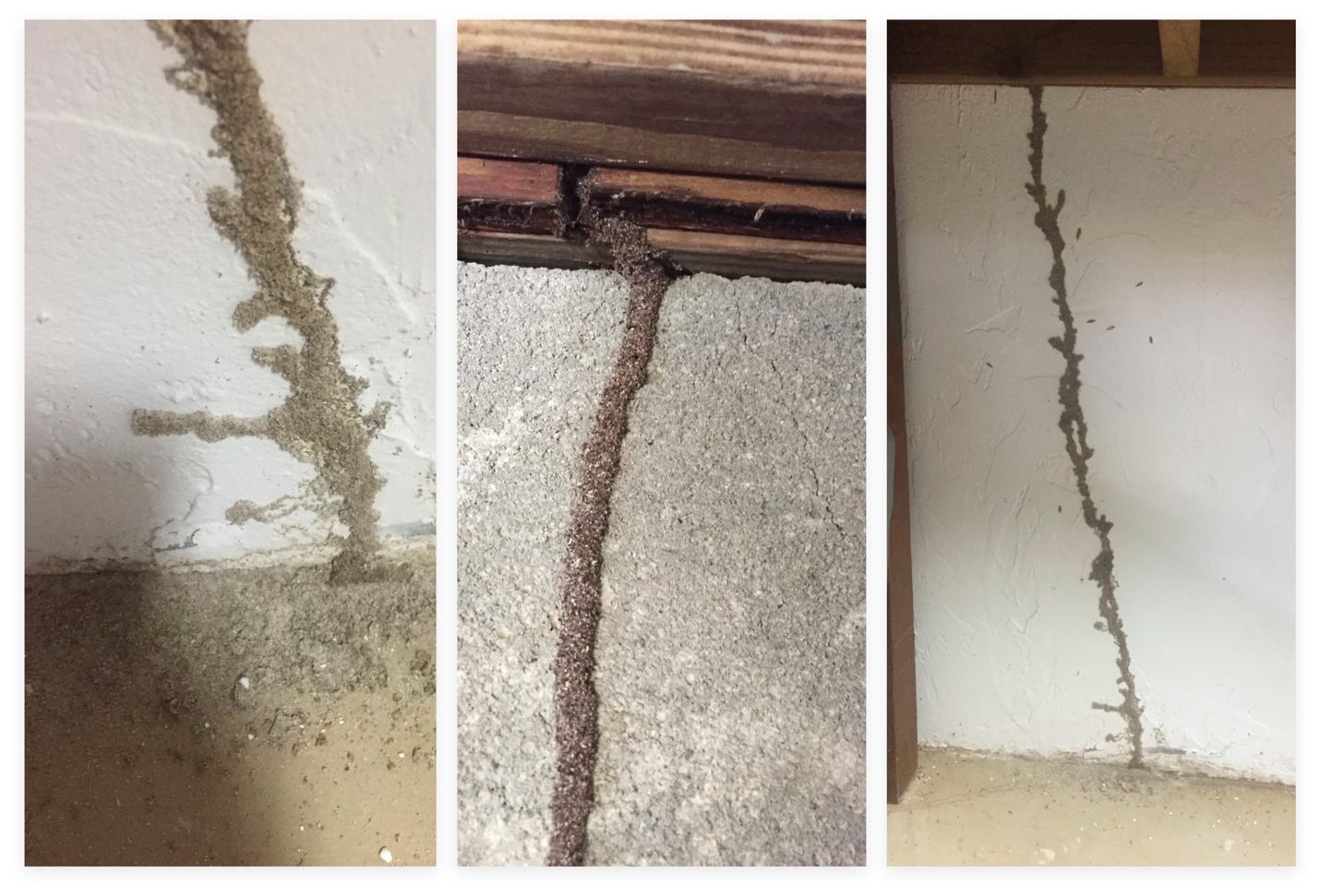 Left photo is a close-up of a Formosan subterranean termite mud tube running from the ground up a white stucco wall. Middle photo is a close-up of Formosan subterranean termite mud tube running up a concrete block and making contact with structural wood. Right photo depicts the entire length of a Formosan subterranean termite mud tube running from the ground up a white stucco wall to wood in the structure.
