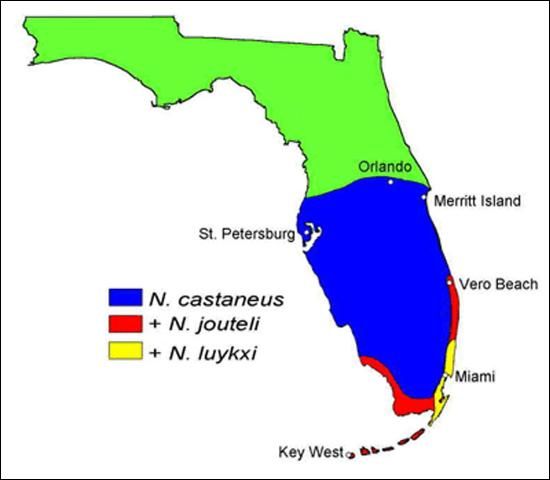 Figure 1. Distribution of Neotermes species in Florida.