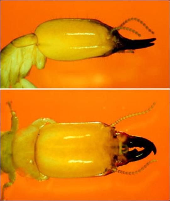 Figure 10. Eye facets unpigmented; third antennal article not clavate, similar to second and fourth. . . . . Neotermes castaneus (Burmeister)
