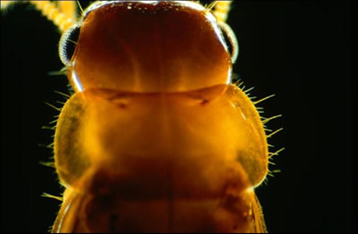 Figure 5. Head and pronotum sparsely covered with long (ca. 0.2-mm-long) hairs; body reddish-brown. . . . . Neothermes castaneus (Burmeister).