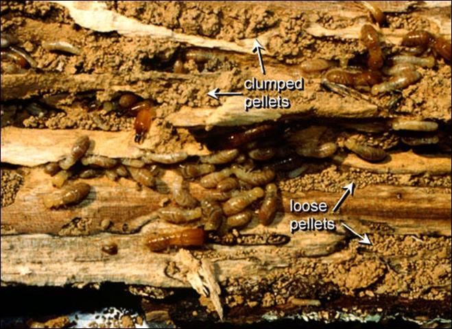 Figure 16. Exposed galleries of Neotermes castaneus (Burmeister) colony in fallen log showing loose and clumped pellets.