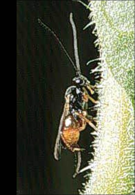 Figure 4. Adult female of Cotesia marginiventris (Cresson), a wasp parasitoid.