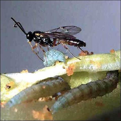 Figure 1. Male Diadegma insulare (Cresson), a parasitoid wasp, and mature larvae of the diamondback moth, Plutella xylostella (Linnaeus).
