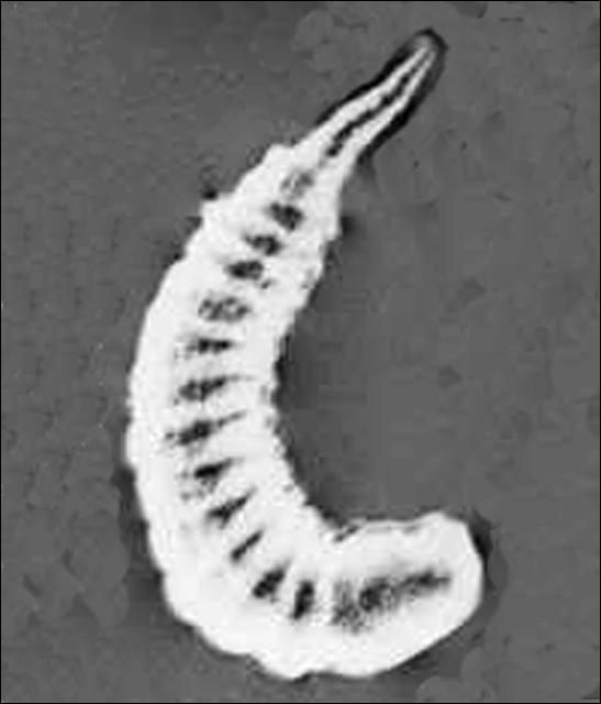 Figure 3. Mature larva of Diadegma insulare (Cresson), a parasitoid wasp.