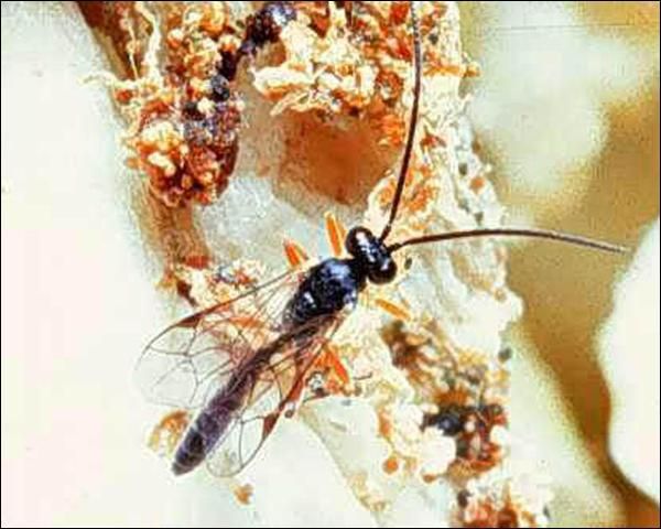 Figure 7. Male Diadegma insulare (Cresson), a parasitoid wasp.