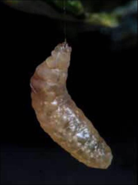 Figure 2. Pre-pupation larva of Meteorus autographae Muesebeck, a parasitoid wasp.