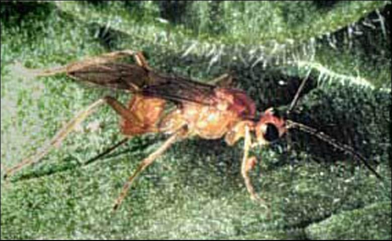 Figure 5. Female Meteorus autographae Muesebeck, a parasitoid wasp.