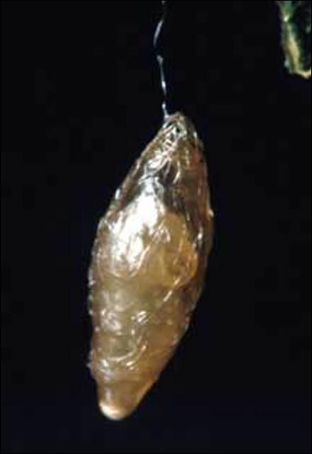 Figure 3. Cocoon of Meteorus autographae Muesebeck, a parasitoid wasp.