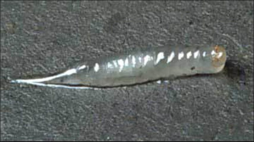 Figure 1. Mature larva of Meteorus autographae Muesebeck, a parasitoid wasp.