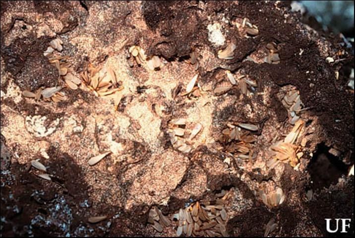 Figure 8. Heterotermes subterranean termite alates congregating beneath a rock before swarm.