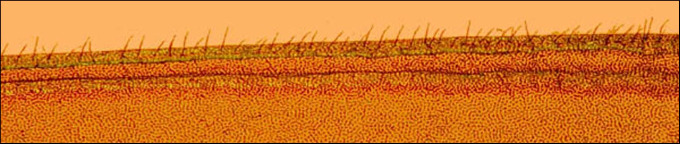 Figure 7. Close-up of Heterotermes subterranean termite wing margin showing microscopic hairs.