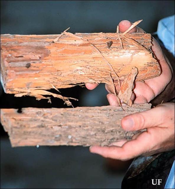 Figure 11. Heterotermes subterranean termite damage showing dry and shredded appearance of wood, Miami, Florida.