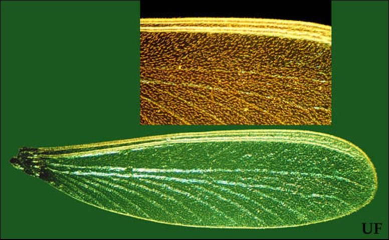 Figure 5. Coptotermes gestroi (Wasmann) wing (inset shows close-up of hairs on wing membrane).
