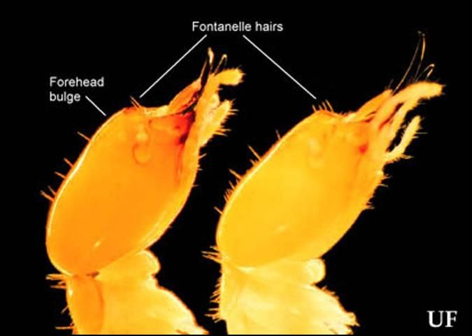Figure 3. Lateral view of soldier head capsules of Coptotermes gestroi (Wasmann) (left) and C. formosanus Shiraki. Antennae removed for clarity.