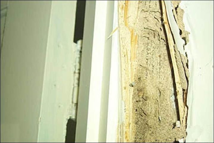 Figure 10. Carton material in door casing damaged by Coptotermes gestroi (Wasmann), Key West.