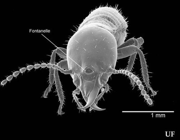 Figure 2. Formosan subterranean termite, Coptotermes formosanus Shiraki, soldier showing the ovoid head shape and large fontanelle that are characteristic of all Coptotermes species.