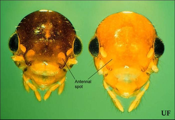 Figure 4. Alate head capsules of Coptotermes gestroi (Wasmann) (left) and C. formosanus Shiraki. Antennae partially removed for clarity.