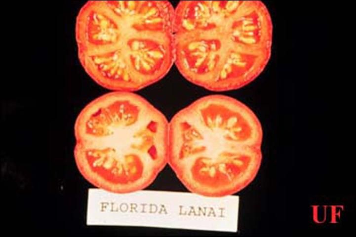 'Florida Lanai' tomato showing internal symptoms of Bemisia -induced tomato irregular ripening disorder (bottom) and control fruit from uninfested plant (top).