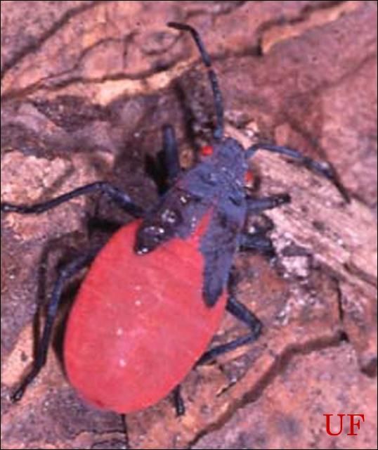 Figure 4. Nymph of the Jadera bug, Jadera haematoloma (Herrich-Schaeffer).